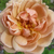 Sárga - Virágágyi floribunda rózsa - Café®
